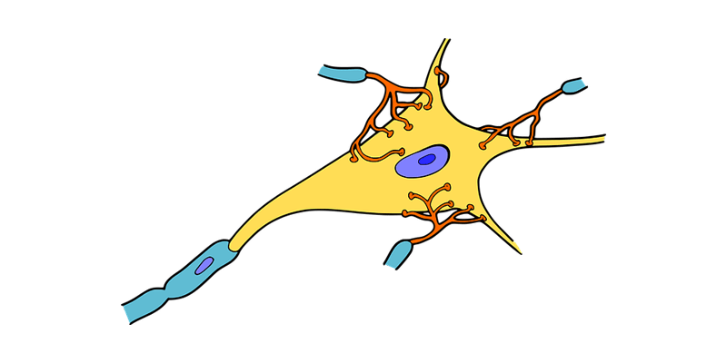 nervous system and neuropathy in type 2 diabetes
